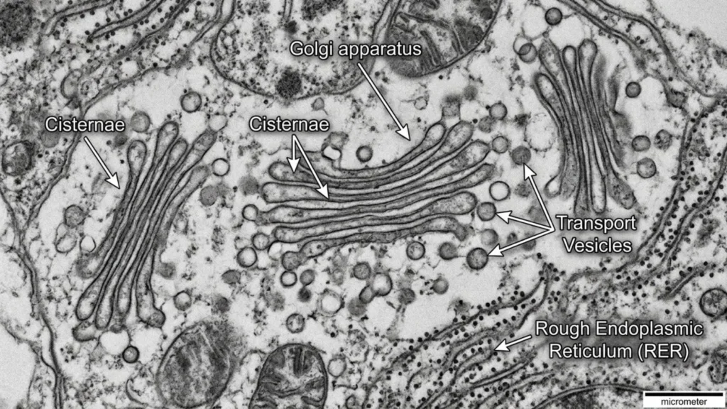 Flirty and Engaging Golgi Apparatus Pick Up Lines